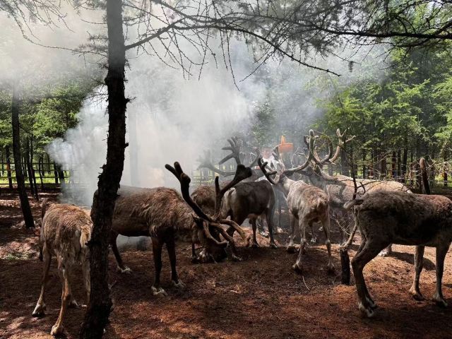 乌兰布统达瓦鄂温克驯鹿部落旅行图片 2