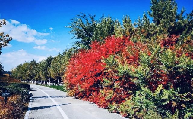 博乐滨河公园旅行图片 3