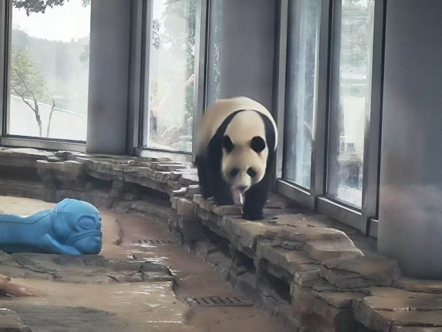 岳阳中华大熊猫苑旅行图片 1