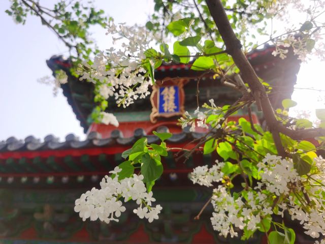 智化寺旅行图片 12