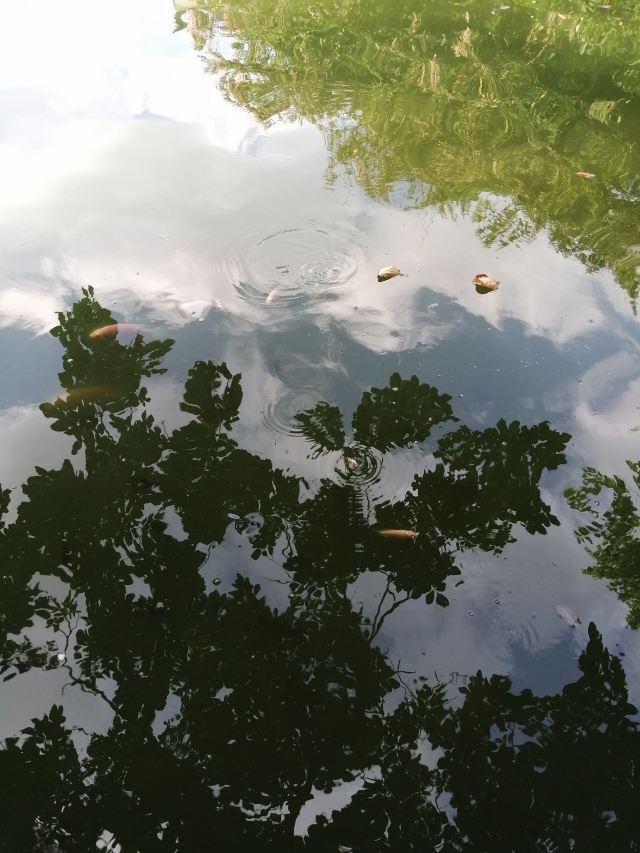 南宁市金花茶公园旅行图片 6
