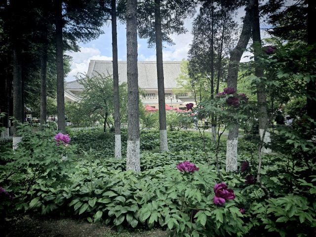 响铃公园旅行图片 1
