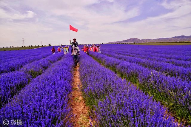 解忧公主薰衣草农场旅行图片 7
