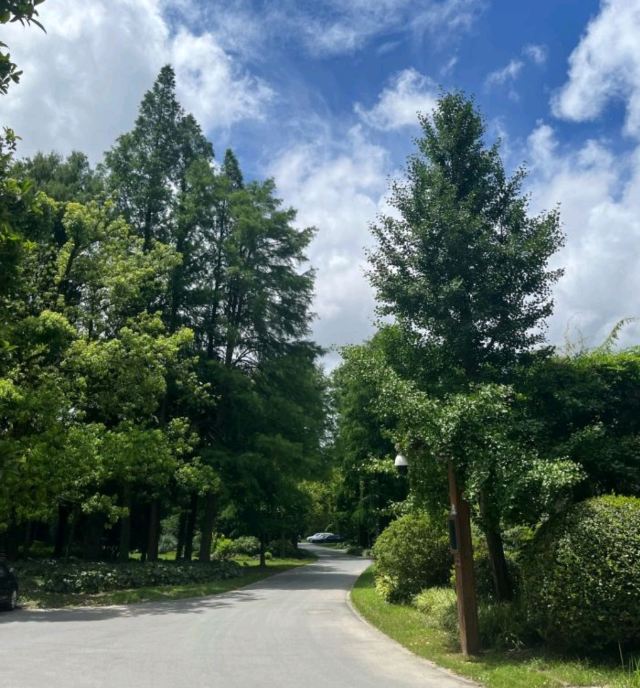 上海共青森林公园旅行图片 2