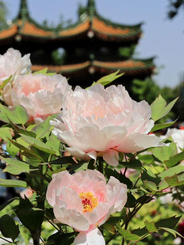 中国国花园旅行图片 4