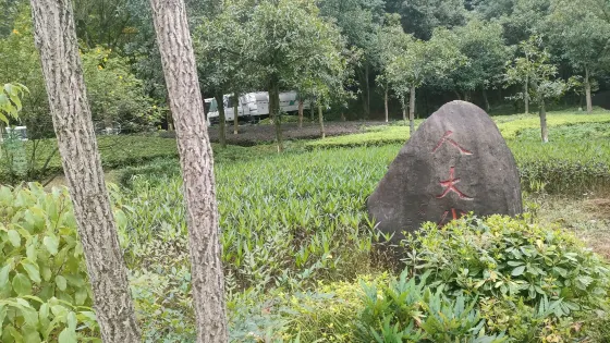 人大代表林
