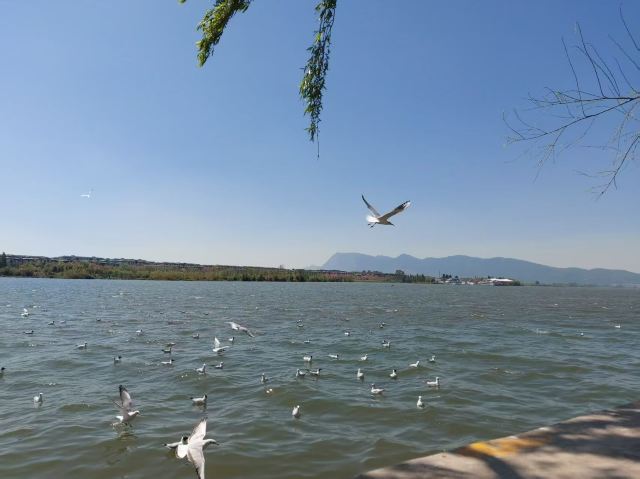 大观公园旅行图片 4
