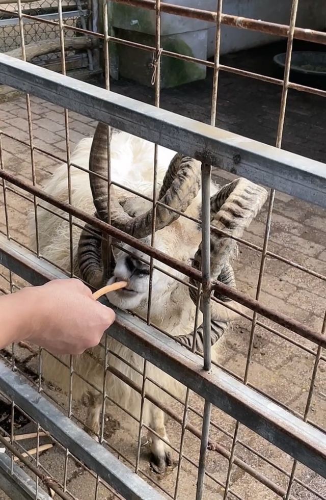 凯里动物园旅行图片 2