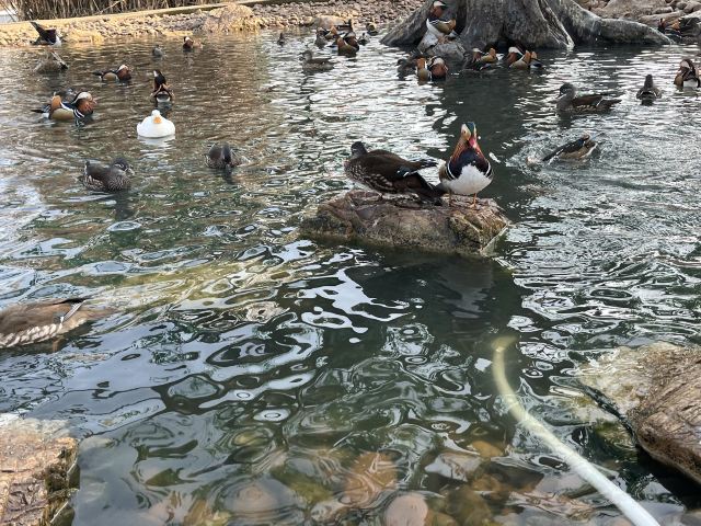 西霞口神雕山野生动物世界奇遇乐园旅行图片 5