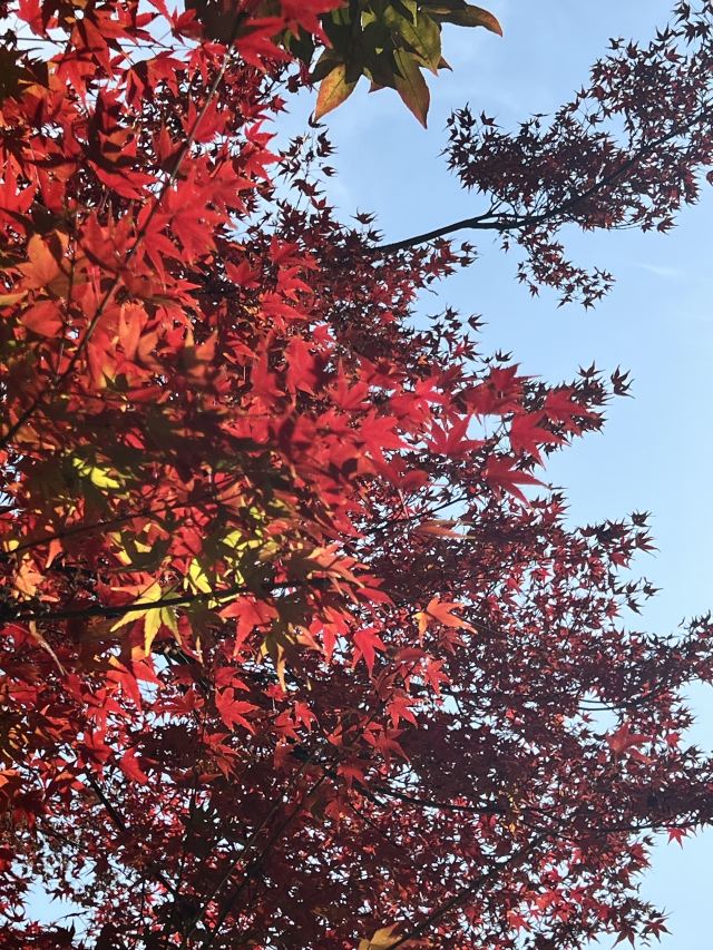 天平山风景名胜区旅行图片 1