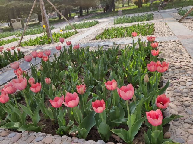 石家庄植物园旅行图片 1