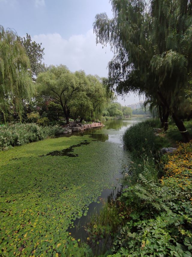 柳荫公园旅行图片 13