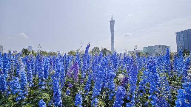 广州塔旅行图片 1