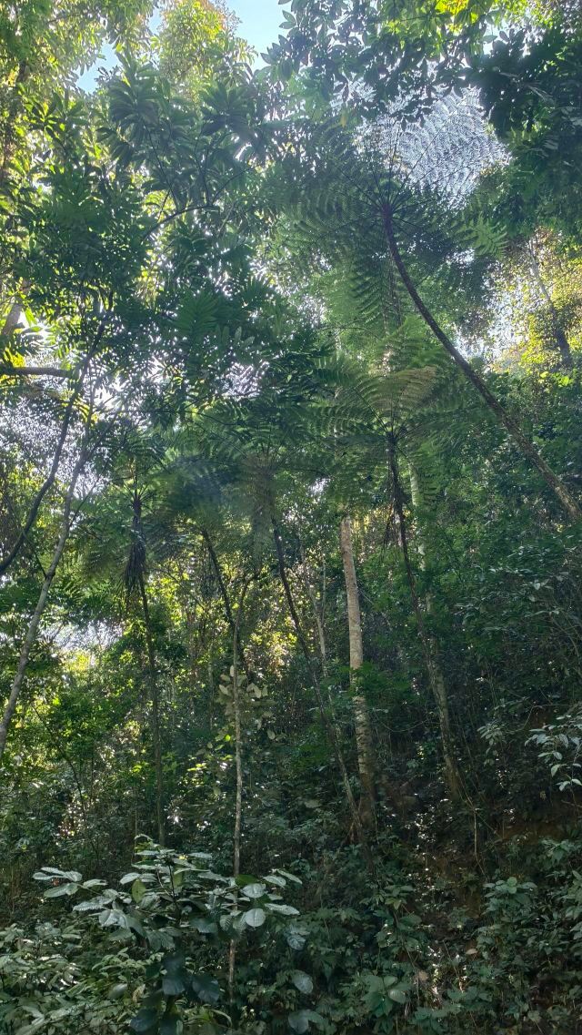 基诺山幽河谷雨林旅行图片 2