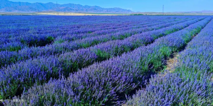 天山花海萬畝薰衣草莊園