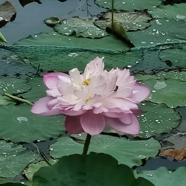 熊岳植物园旅行图片 2