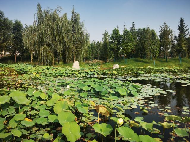 法云寺旅行图片 2