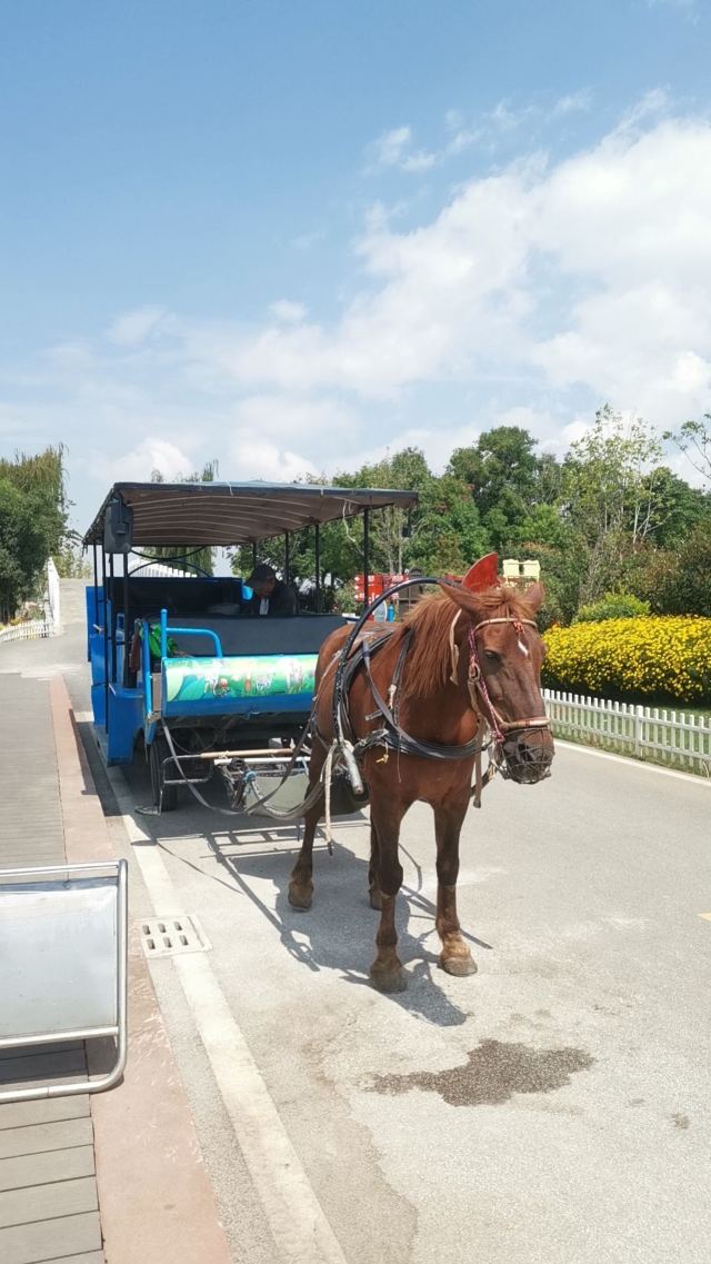 麒麟水乡旅行图片 12