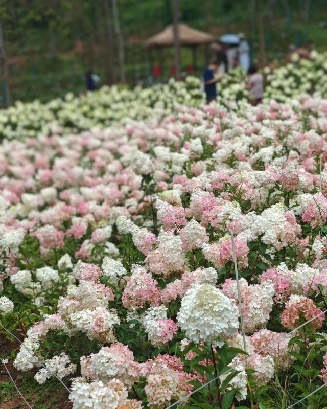 抚海花屿旅行图片 6