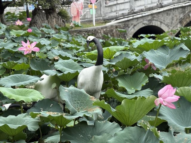 莫愁湖公园旅行图片 1