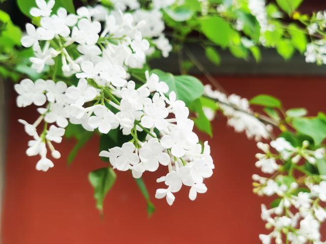 智化寺旅行图片 14
