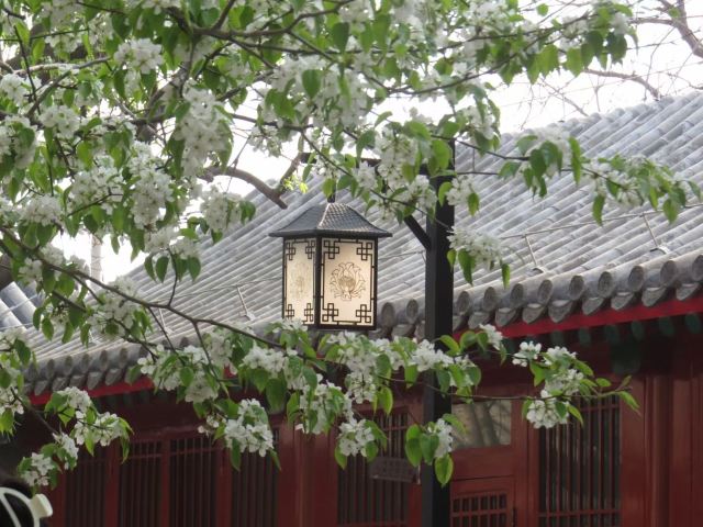 智化寺旅行图片 6