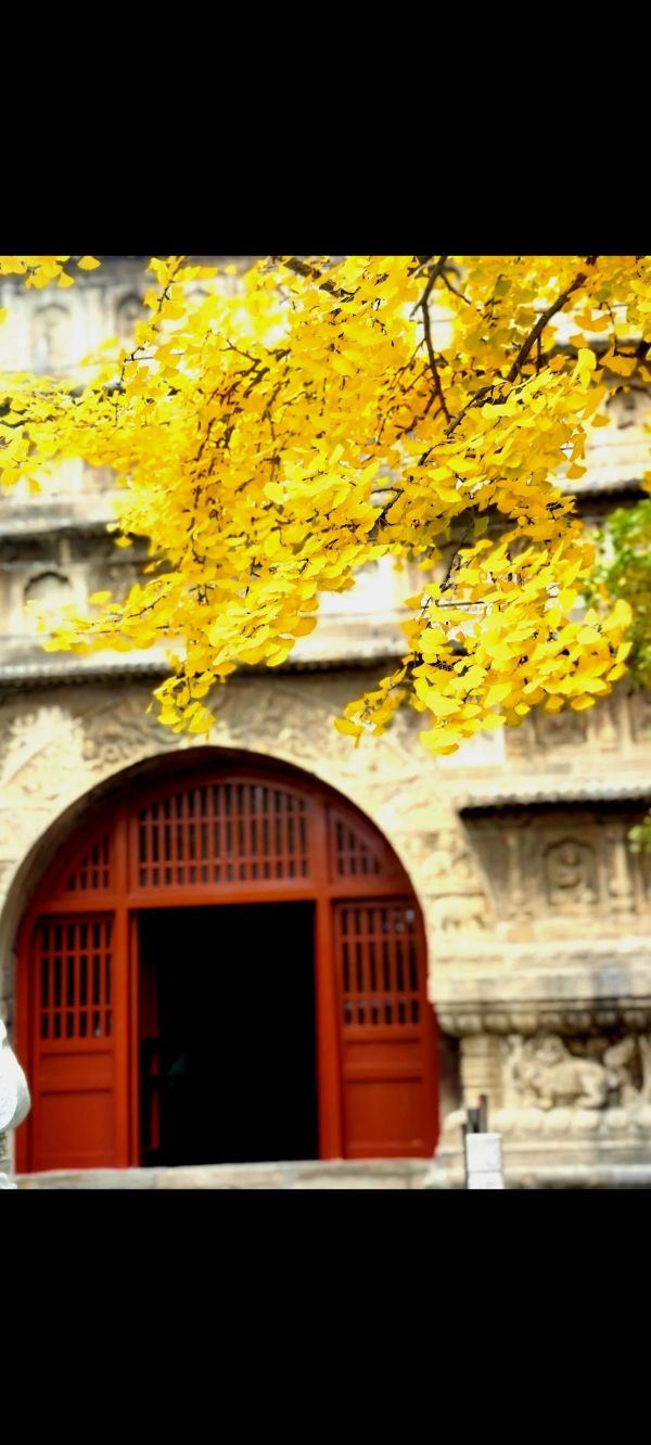 真觉寺旅行图片 3