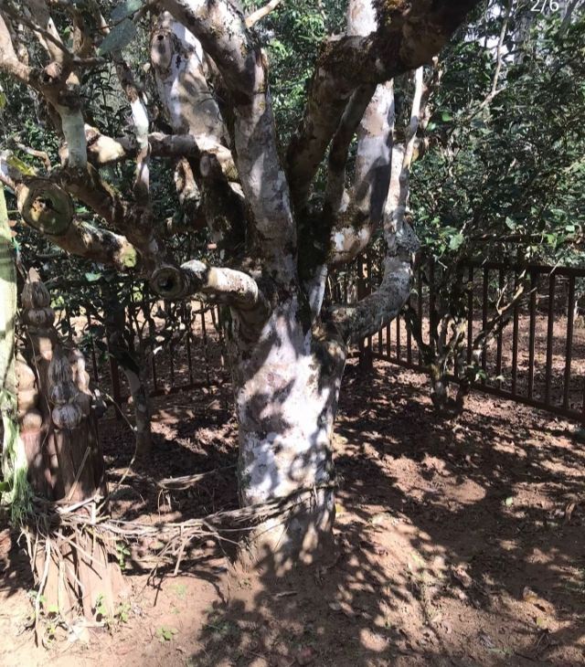 大平掌古茶林旅行图片 3