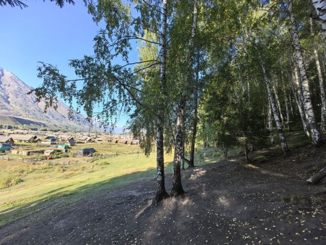 白桦林旅行图片 2