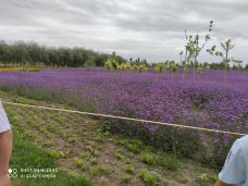 阿克苏多浪河国家湿地公园-阿克苏市-南达沃床兀儿