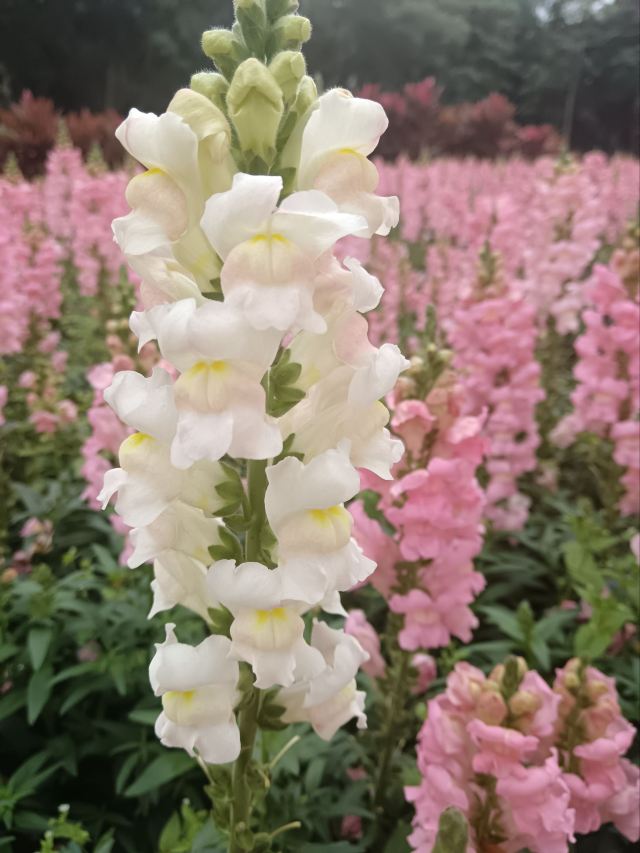 顺峰山公园旅行图片 5