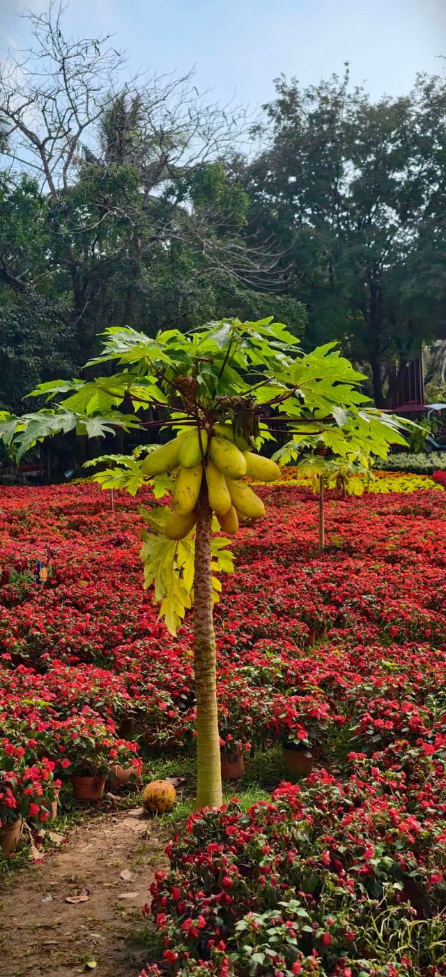 兴隆热带植物园旅行图片 2