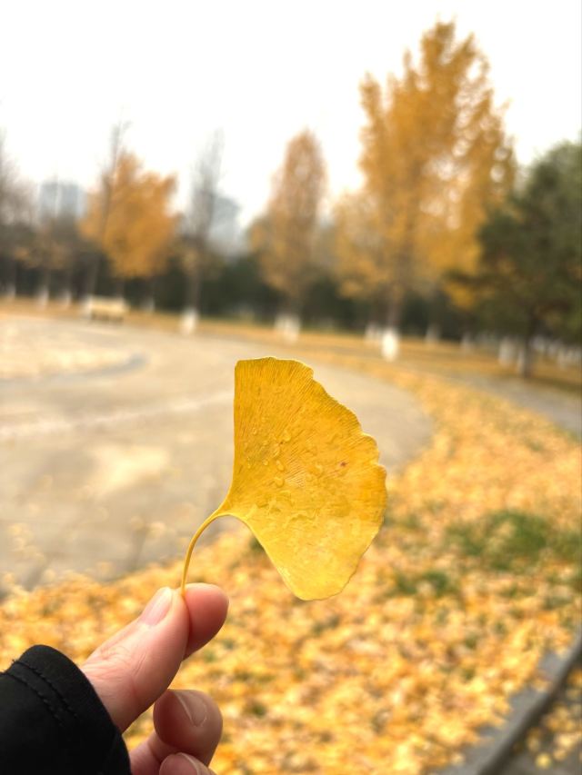 西局玉璞园旅行图片 1