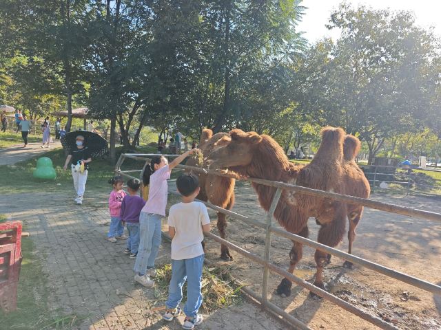矮马小镇旅行图片 4