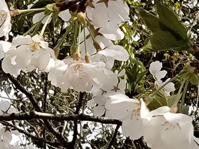 上海世纪公园旅行图片 2