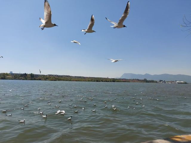 大观公园旅行图片 3