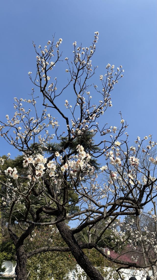 荣氏梅园旅行图片 4