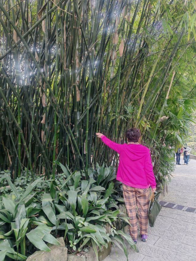 鹅岭公园旅行图片 1