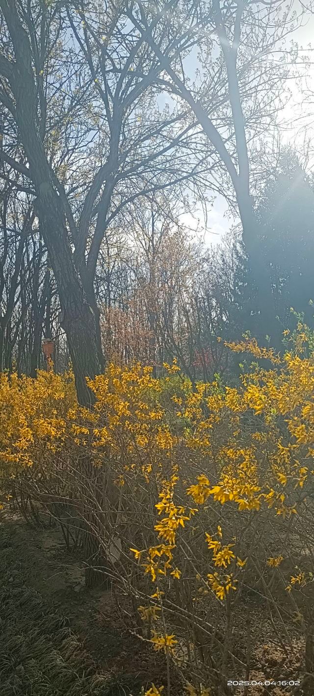 将府公园旅行图片 4