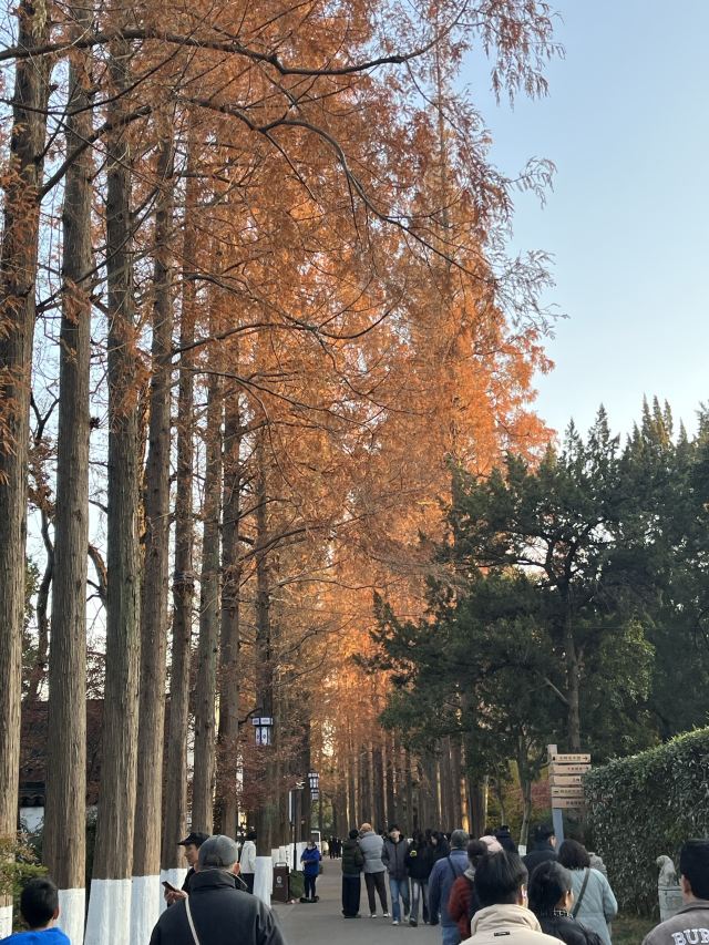 亭林园旅行图片 5
