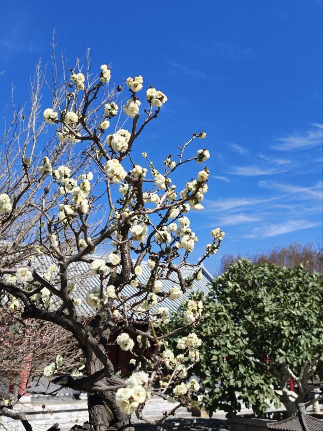 丽江古城旅行图片 3