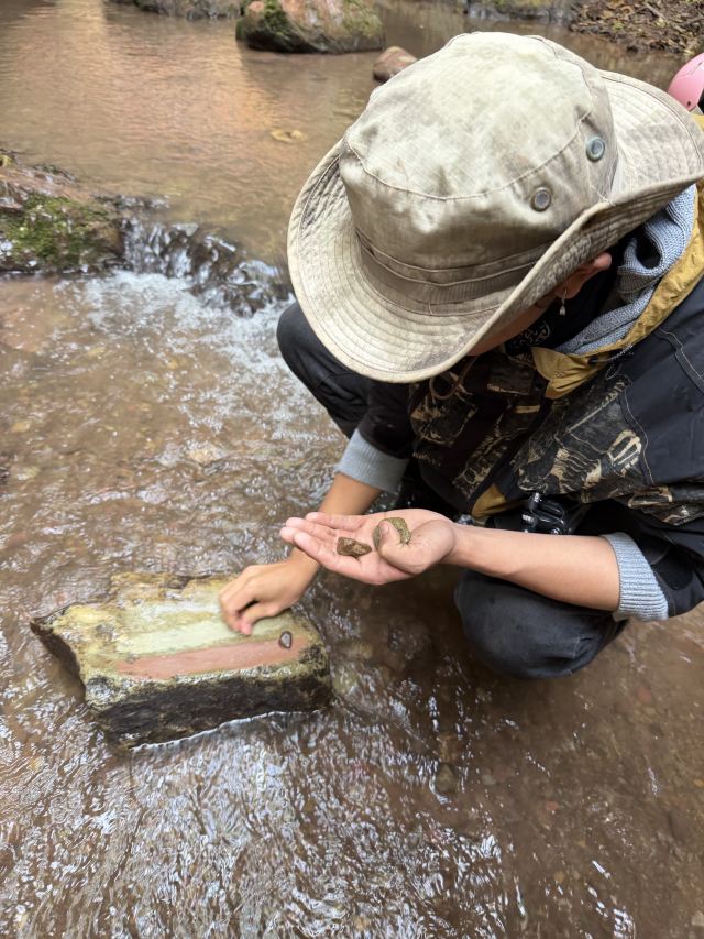 基诺山雨林徒步旅行图片 3
