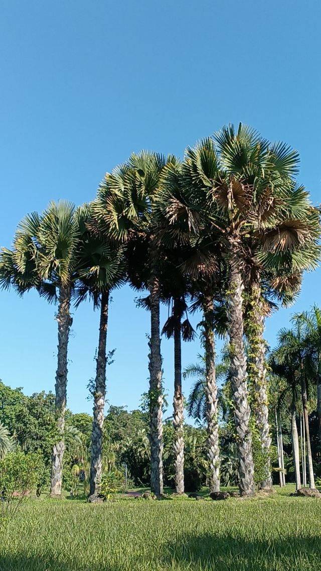 西双版纳南药园旅行图片 3