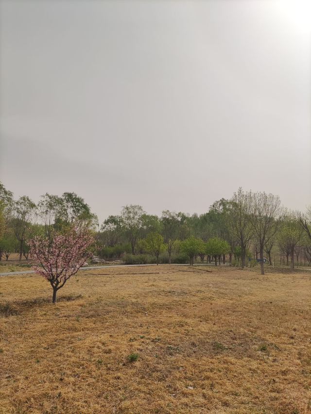 南苑森林湿地公园旅行图片 12