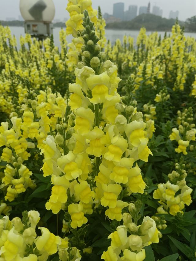 顺峰山公园旅行图片 8