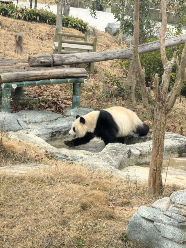 岳阳中华大熊猫苑旅行图片 3