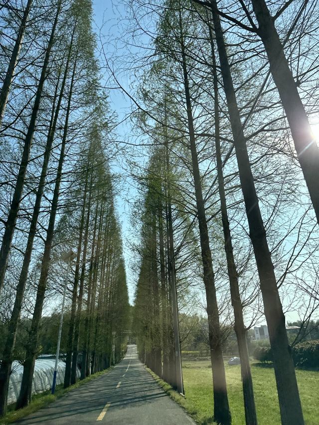 蟠龙湖森林公园旅行图片 6