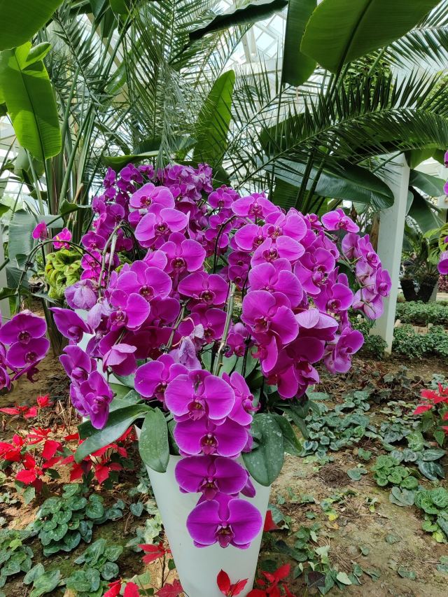 石家庄植物园旅行图片 11