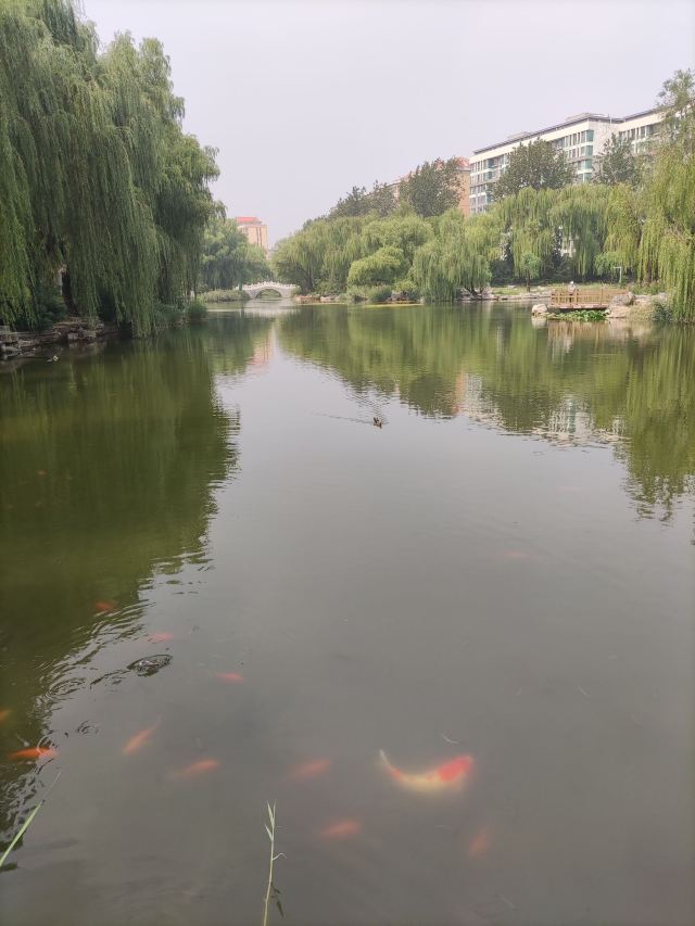 柳荫公园旅行图片 6