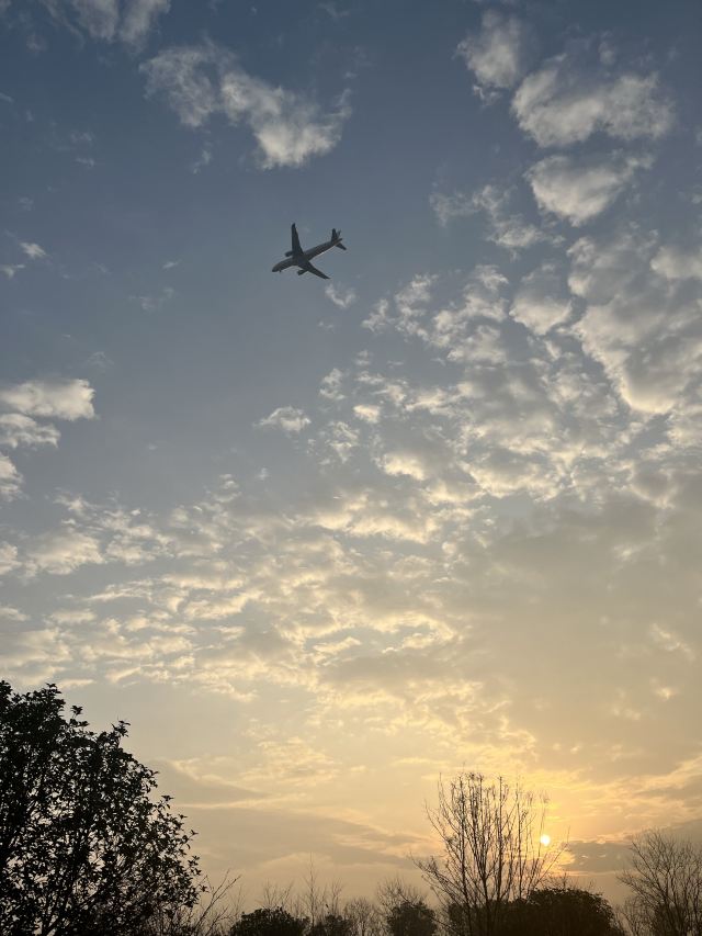 武汉农业集团空港湿地花田旅行图片 2